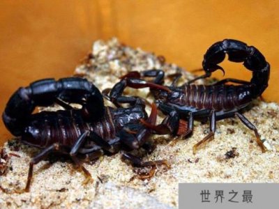 ​世界上体型最大的蝎子，帝王蝎最大可达40cm