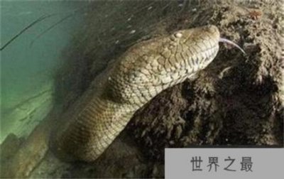 ​世界上最大的蛇泰坦蟒再现 比亚马逊森蚺大多了