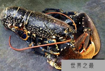 ​世界上最大的龙虾：美洲螯龙虾