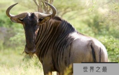 ​世界上最奇特的动物：白尾角马是个“六不像”