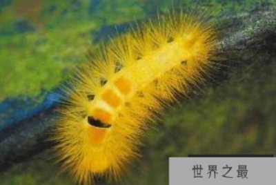 ​自然界十大怪异昆虫排行榜：蜻蛉上榜，茸毒蛾居榜首