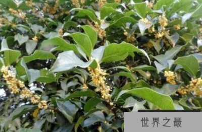 ​十大开花最香的树：鸡蛋花垫底，桂树夺冠