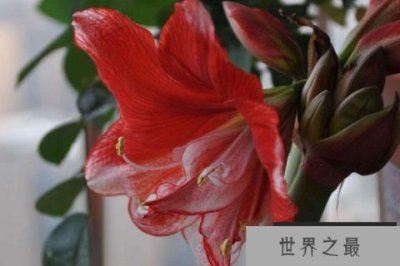​朱顶红有哪些品种？朱顶红十大经典品种