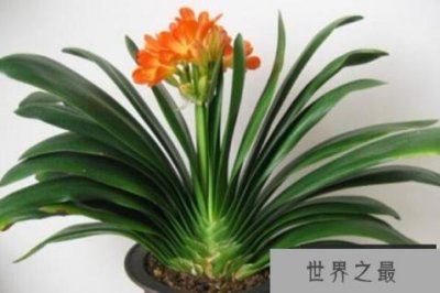 ​最耐阴的十大漂亮植物 富贵竹上榜，第一原产于南非
