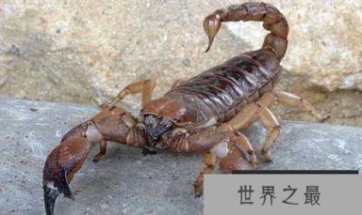 ​世界上最有毒的女人和蝎子共跳了33天
