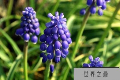 ​世界十大最香的植物排名 迷迭香上榜,第一是风信子