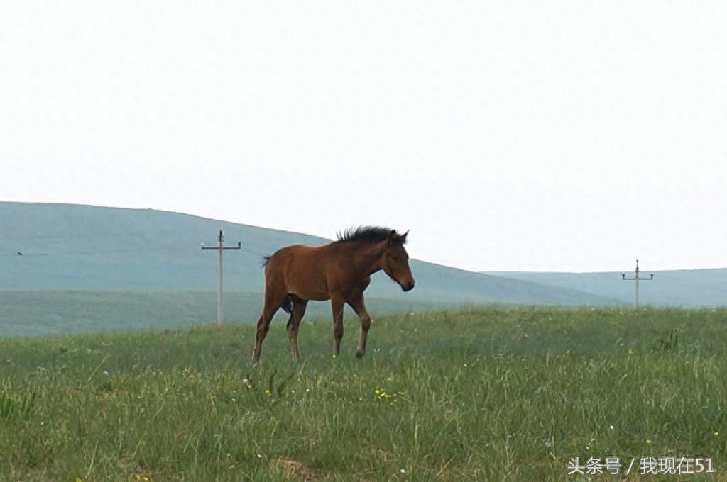 位于内蒙古自治区达尔罕茂明安联合旗的希拉穆仁草原