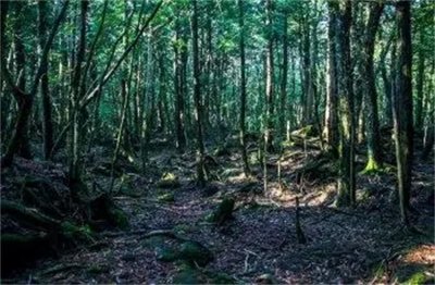 ​日本青木原树海有多邪门？600多人的“自杀森林”，警察不敢进去