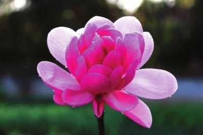 ​红花玉兰：走出湖北宜昌的深山仙子