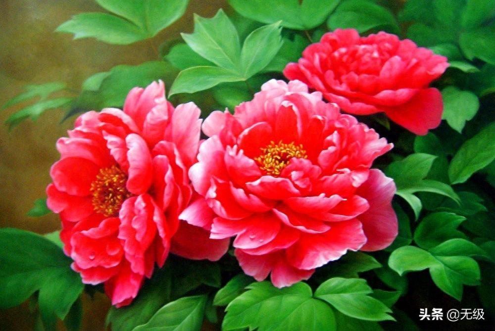 牡丹花的传说