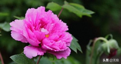 ​牡丹花的传说