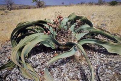 ​世界上10大最奇特的植物、生命力最顽强的植物，奇树奇花