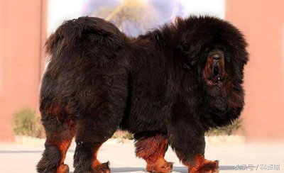 ​獒犬是过气网红？怎么会，它们可是神犬，热度不减！