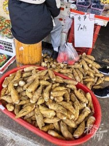 ​神秘冬笋价格暴跌！40元一斤跌到7元，背后真相曝光了！