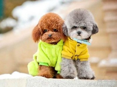 ​5种最适合家庭养的小型犬，聪明友善乖巧还不掉毛
