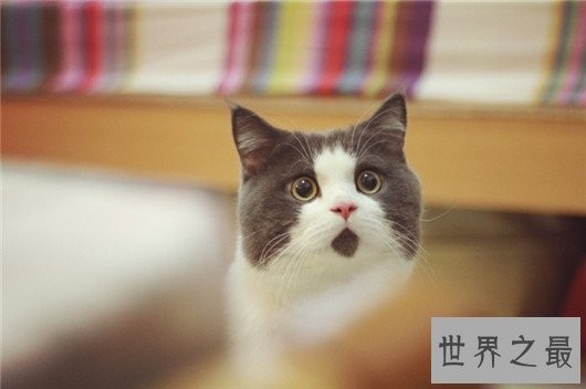 世界最大呼噜声居然是一只猫发出，最高可达七十分贝