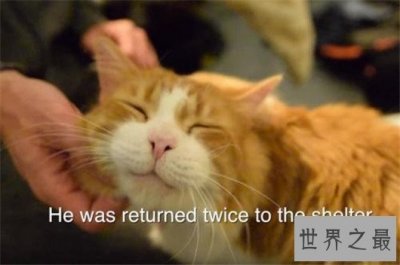 ​世界最大呼噜声居然是一只猫发出，最高可达七十分贝