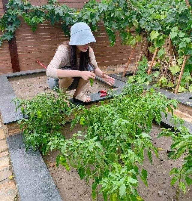 张馨予晒自家菜园无意间曝光豪宅！张馨予弃北京豪宅在广州安家!