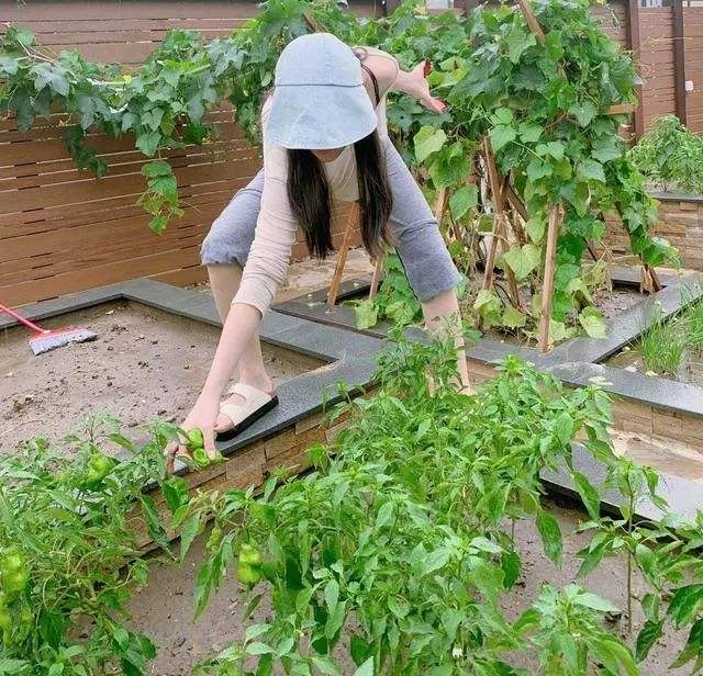 张馨予晒自家菜园无意间曝光豪宅！张馨予弃北京豪宅在广州安家!