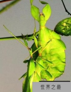 ​世界上最奇怪的昆虫，样貌都很奇特