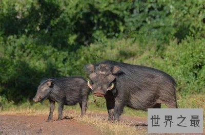 ​世界上最强悍的猪，脾气暴躁攻击性高！