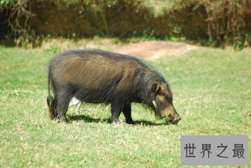 世界上最强悍的猪，脾气暴躁攻击性高！
