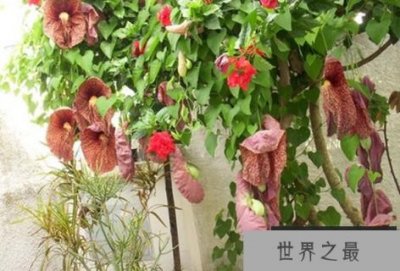 ​蝴蝶兰,世界上最臭的花,可以让人头晕目眩