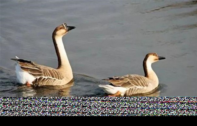 灰雁‍‍