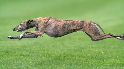 ​世界优秀猎犬十大排名：猎兔犬上榜，灵缇犬排第一