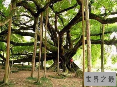 ​世界上最大的树冠，一棵树秒杀整片森林！