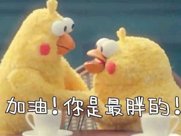 火爆网络的鹦鹉表情包！最全无水印！快进来看！