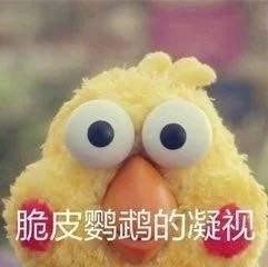 火爆网络的鹦鹉表情包！最全无水印！快进来看！