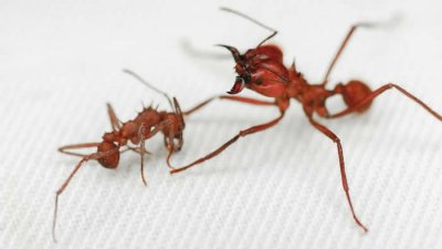 ​昆虫世界（切叶蚁A. echinatior）发现首个生物矿物身体盔甲