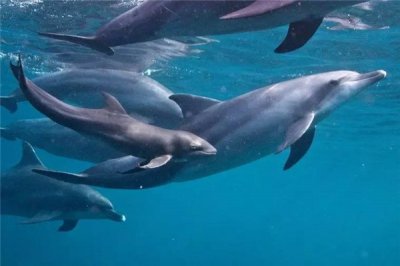 ​短吻海豚：浅水海豚，可关气12分钟_虎鲸嫡亲