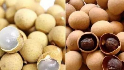 ​龙眼和桂圆的辨别，龙眼晒搞后是桂圆（前者汁多后者味更甜）
