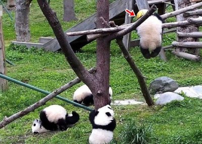 ​中国大熊猫保护研究中心神树坪基地大熊猫“禄禄仔”被玩具吊球的绳缠绕颈部窒