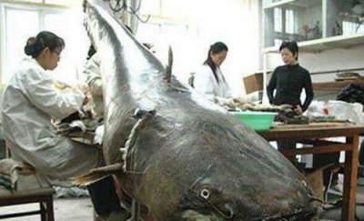 ​世界十大最凶猛淡水鱼排行榜