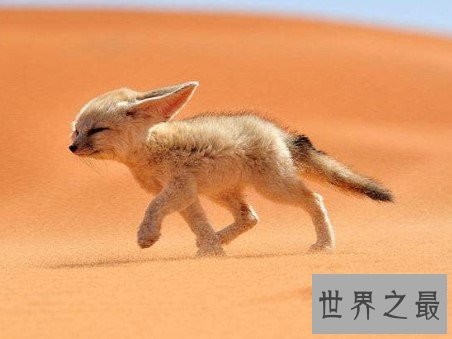 世界上最大耳朵的狐狸，像蝙蝠翅膀一样