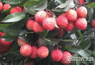 ​中国最贵的水果，增城挂绿荔枝曾创下了单颗55.5万元的天价