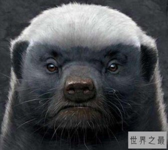 ​世界上最厉害的动物，外号叫平头哥