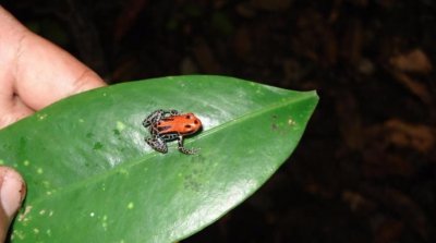 ​科学爱好者：致命精灵「箭毒蛙」到底有多毒？它的毒藏在哪里？
