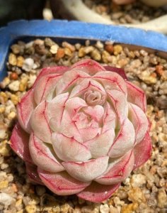 ​最受欢迎的10大多肉品种，颜值很高，深受花友喜欢，你养了吗