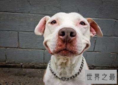 ​人面狗，据说这种狗的长相是随主人的？？？