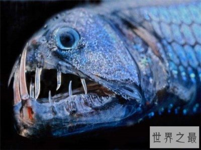 ​毒蛇鱼用背鳍捕捉猎物，发光的形态很受吸引