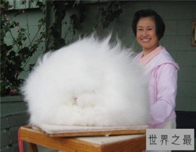​世界上毛最长的兔子，安哥拉兔毛长达36cm！
