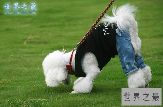 什么狗最聪明？世界十大最聪明的狗排名