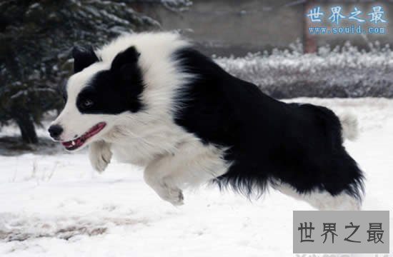 什么狗最聪明？世界十大最聪明的狗排名