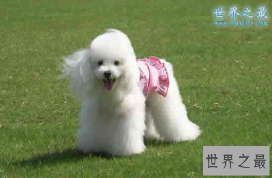 什么狗最聪明？世界十大最聪明的狗排名