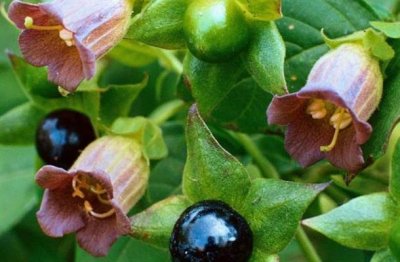 ​世界十大毒花名字 马利筋榜上有名 颠茄荣登榜首