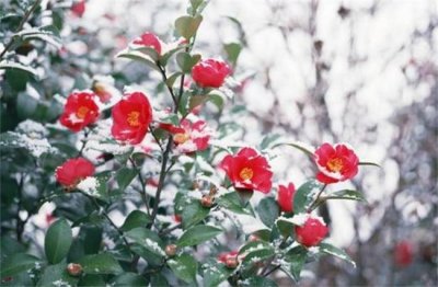 ​10大常绿耐寒的植物 杜鹃花仅排第二 排名第一实至名归
